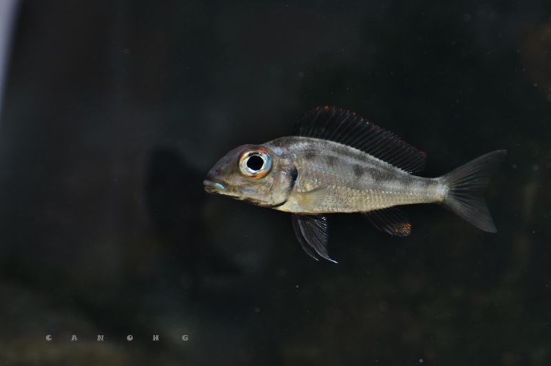 Callochromis macrops 'Chituta Bay'